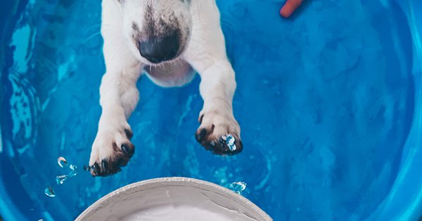 Dog Days of Summer? Get Cool!