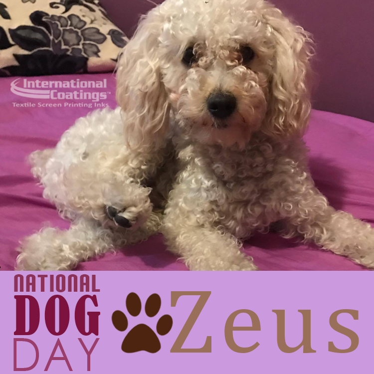 NationalDogDayZeus